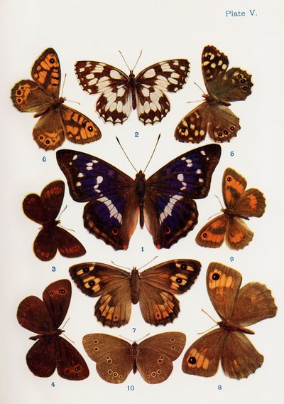 Different types of butterflies, illustration from the book Butterflies, Moths and Other Insects and Creatures of the Countryside, published 1927 by William Samuel Furneaux